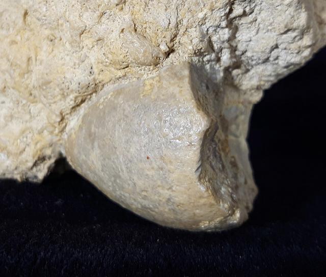 Apiocrinus parkinsoni (SCHLOTHEIM 1820) - Bild &copy; FossNet FossilienStore